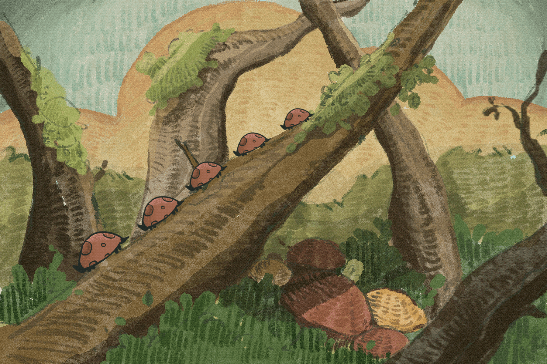 Forest Mushrooms